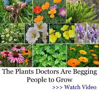 The Medicinal Garden Kit