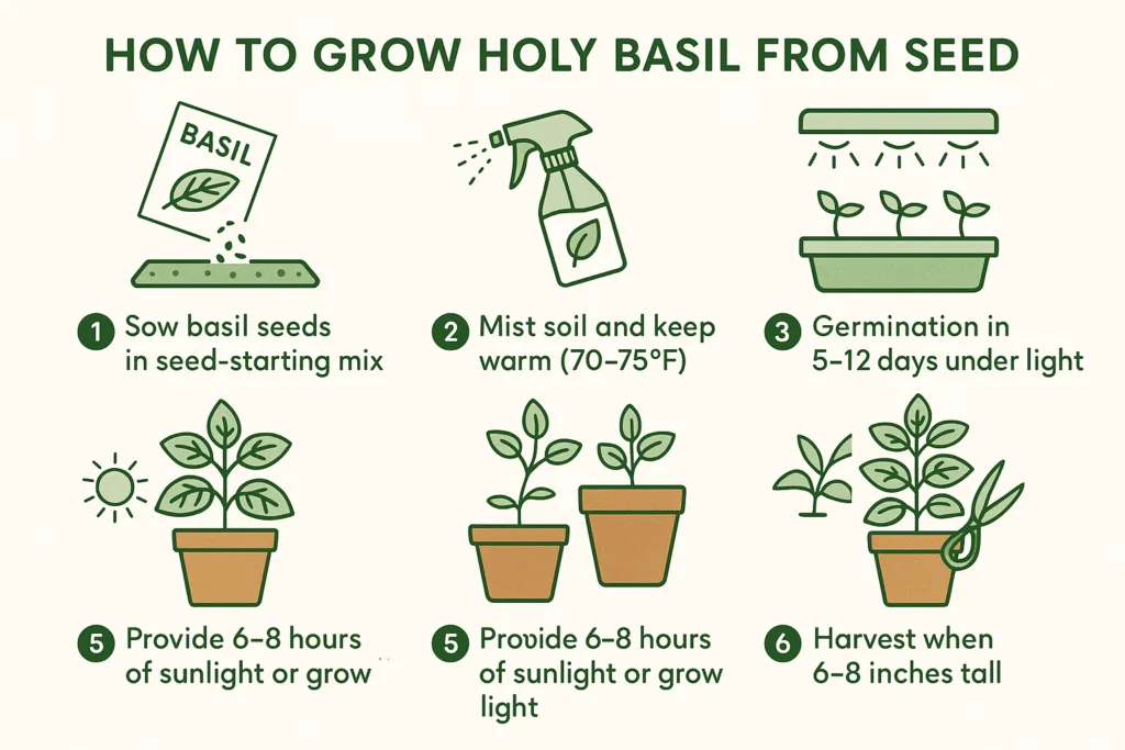Holy Basil Growing Guide
